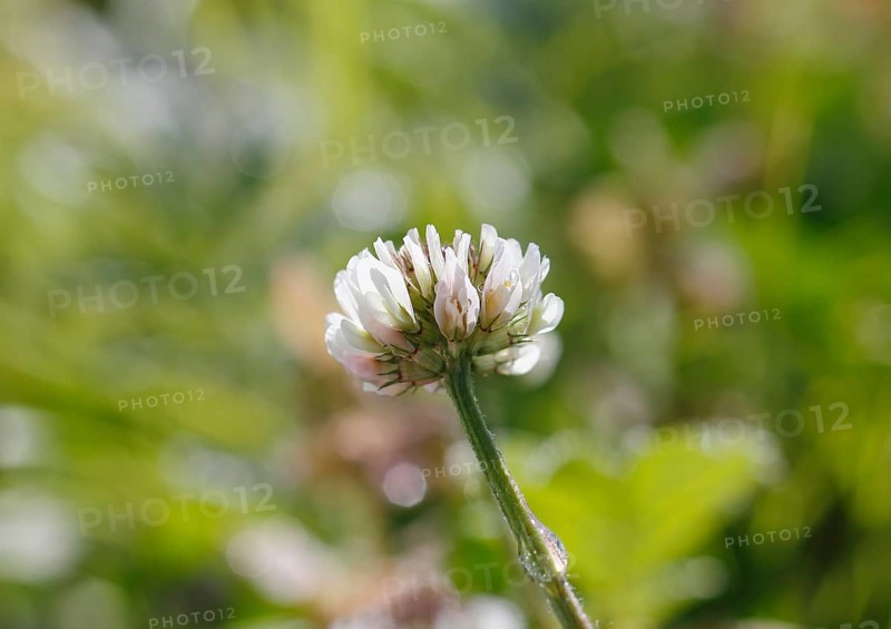 White clover (Trifolium repens), North Rhine-Westphalia, Germany, Europe