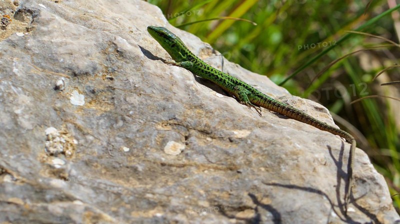 Lizard, Sicilian wall lizard (Podarcis wagleriianus), endemic, on boulders, close, Zingaro, national park, nature reserve, northwest, Sicily, Italy, Europe