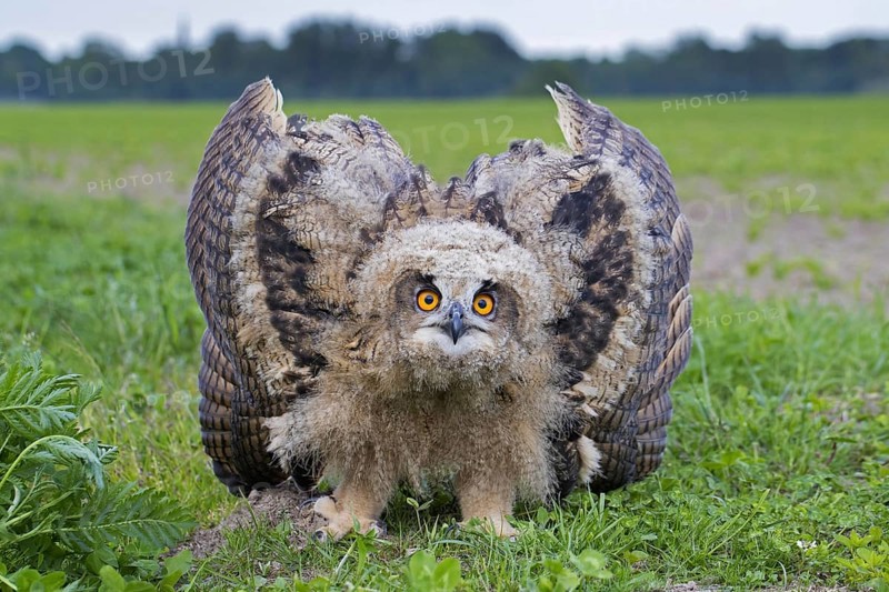 Threat display by Eurasian eagle-owl (Bubo bubo), young European eagle-owl owlet showing lowered head and wings spread out and pointing down