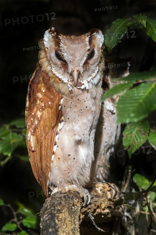 Oriental bay owl (Phodilus badius) couple perched in tree at night, native to Southeast Asia