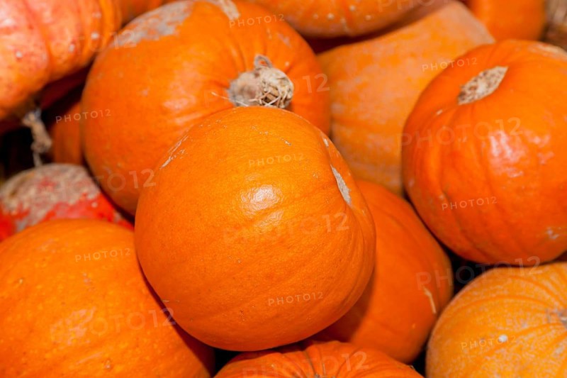 Pumpkins (Cucurbita) (Cucurbitaceae) are a genus of plants in the gourds . Five species are cultivated: Cucurbita argyrosperma, siam pumpkin (Cucurbita ficifolia), squash (Cucurbita maxima), musk squash (Cucurbita moschata) and garden pumpkin (Cucurbita pepo)