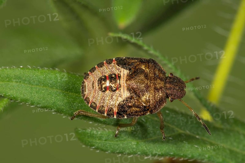 Spring tree bug (Peribalus strictus) in the 5th larval stage on a leaf, Baden-Württemberg, Germany, Europe