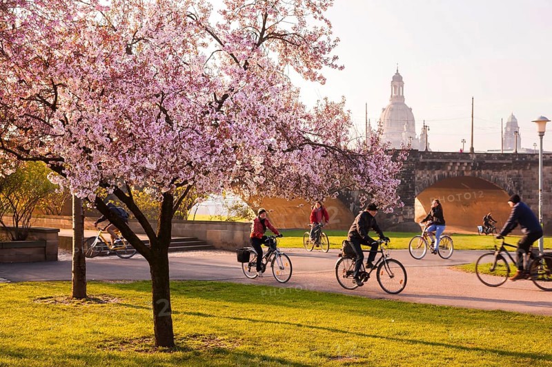 Spring on the Königsufer in Dresden
