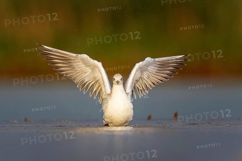 Black-headed Black-headed Gull (Chroicocephalus ridibundus) Juvenile plumage, bathing, plumage care, spreading wings, UNESCO Biosphere Reserve Elbe River Landscape, Saxony-Anhalt, Germany, Europe