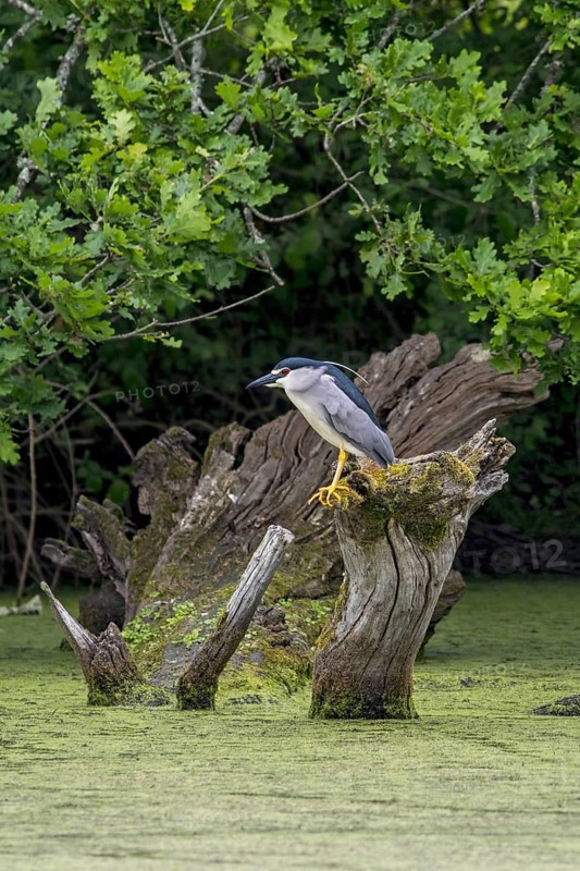 Black-crowned night heron (Nycticorax nycticorax), black-capped night heron perched on tree trunk in pond in spring