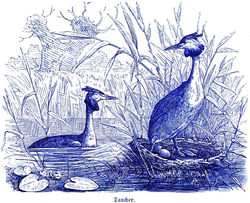 Two Great Crested Grebes with clutch of eggs, Hubertus hunting and hunting scenes, wild animals, eggs, lake, water plant, nature, historical illustration c. 1860