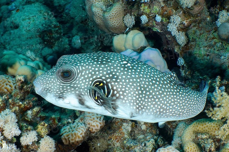 White-spotted puffer (Arothron Hispidus), House reef dive site, Mangrove Bay, El Quesir, Egypt, Red Sea, Africa