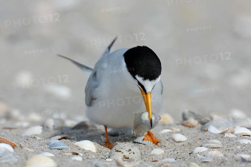 Little Tern (Sternula albifrons), adult bird with fish in its beak, feeding, Lower Saxon Wadden Sea National Park, East Frisian Islands, Lower Saxony, Germany, Europe