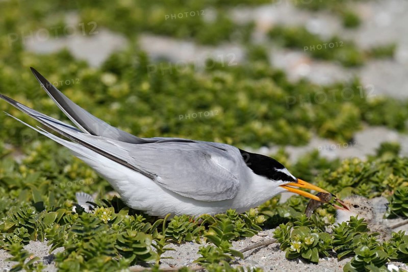 Little Tern (Sternula albifrons), juvenile with adult bird, Lower Saxon Wadden Sea National Park, East Frisian Islands, Lower Saxony, Germany, Europe