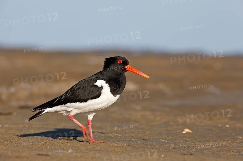 Eurasian oystercatcher (Haematopus ostralegus), adult bird walking in the mudflats, Lower Saxony Wadden Sea National Park, East Frisian Islands, Lower Saxony, Germany, Europe