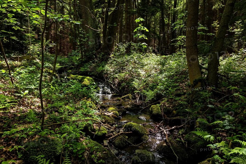 The Tharandt Forest, formerly known as the Grillenburg Forest, is a landscape in the centre of Saxony and lies southwest of the forestry town of Tharandt, south of the town of Wilsdruff