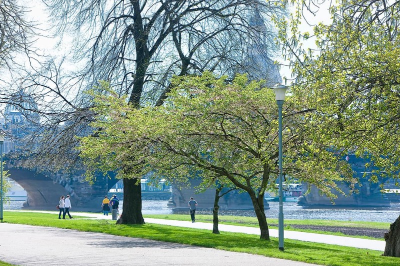 Dresden silhouette in spring. Numerous Japanese cherry trees blossom on the banks of the Neustädter Elbe in spring and invite you to take a walk with a view of Dresden's old town centre
