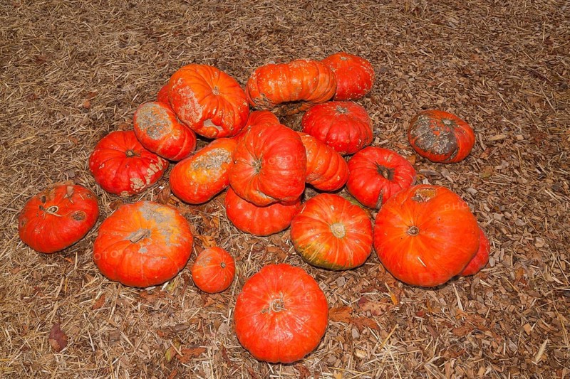 Pumpkins (Cucurbita) (Cucurbitaceae) are a genus of plants in the gourds . Five species are cultivated: Cucurbita argyrosperma, siam pumpkin (Cucurbita ficifolia), squash (Cucurbita maxima), musk squash (Cucurbita moschata) and garden pumpkin (Cucurbita pepo)