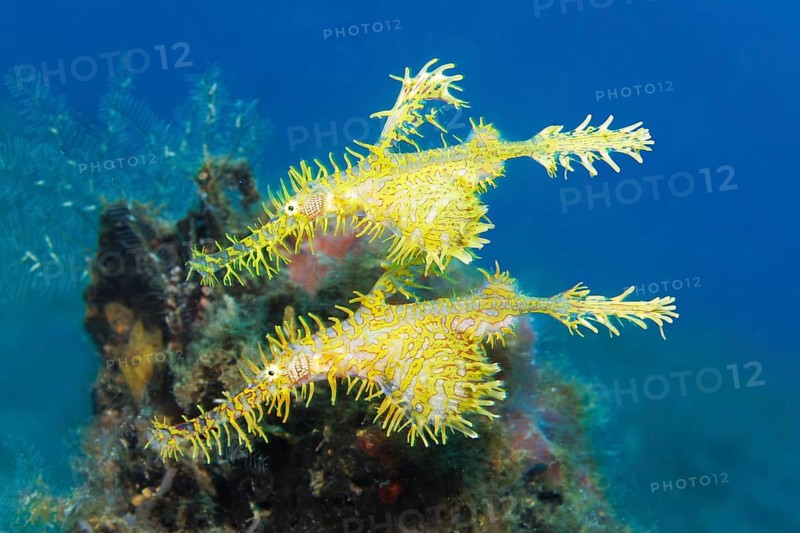 Pair, two, ornate ghost pipefish (Solenostomus paradoxus) yellow, whimsical, bizarre, Great Barrier Reef, UNESCO World Heritage Site, Coral Sea, Coral Sea, Pacific Ocean, Cairns, Queensland, Australia, Oceania