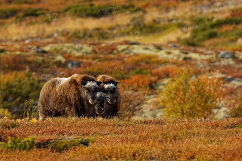 Three musk oxen (Ovibos moschatus) in Dovrefjell-Sunndalsfjella National Park, young animals, autumn, Innlandet, More og Romsdal and Trondelag, Central Norway, Norway, Europe