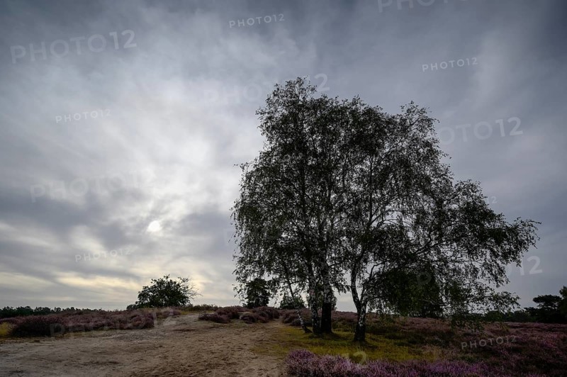 Single birch in a heath landscape, with cloudy sky, Westruper Heide, Haltern, North Rhine-Westphalia, Germany, Europe