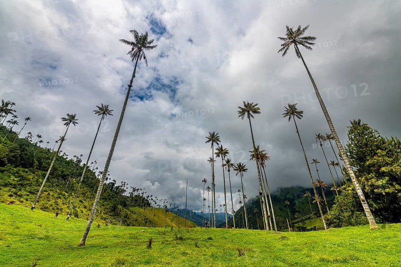 Wax palms largest palms in the world, Cocora valley, Unesco site coffee cultural landscape, Salento, Colombia, South America