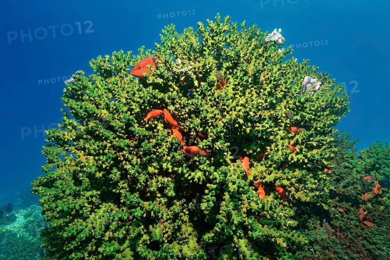 Black sun coral (Tubastrea micranthus) closed polyps, with jewel perch or vermillion seabass (Cephalopholis miniata), Great Barrier Reef, UNESCO World Heritage Site, Coral Sea, Coral Sea, Pacific Ocean, Cairns, Queensland, Australia, Oceania