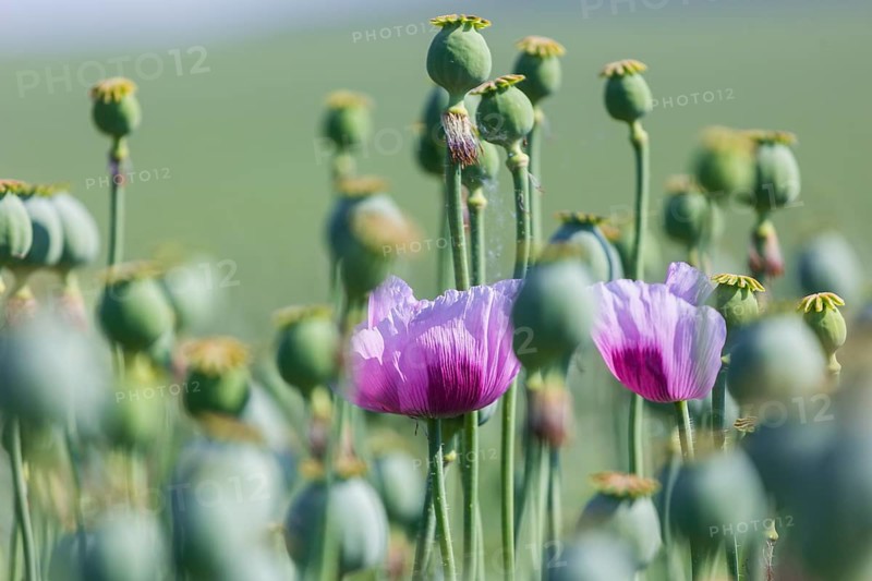 Poppy cultivation in Saxony