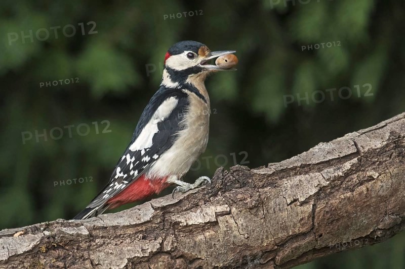 Great spotted woodpecker (Dendrocopos major), greater spotted woodpecker male perched on branch with hazelnut in beak