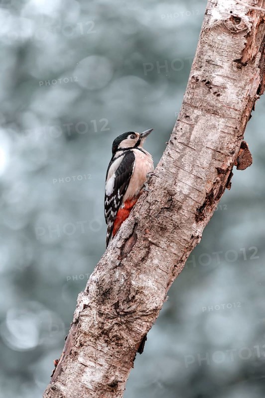 Great spotted woodpecker (Dendrocopos major), left hanging from a thick light branch, looking to the right, background bright and blurred with bokeh circles, Overijssel, Netherlands