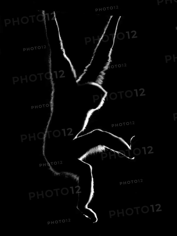 Gibbon (Hylobatidae) in black and white