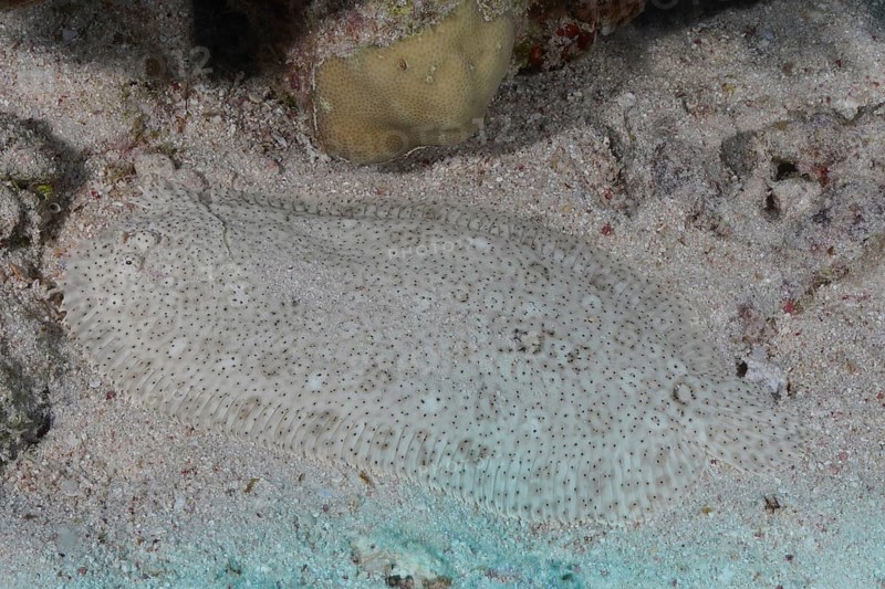Well camouflaged finless sole (Pardachirus marmoratus) in the sand. Dive site Marsa Shona Reef, Egypt, Red Sea, Africa