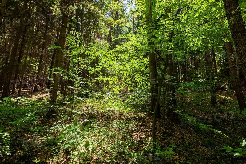 The Tharandt Forest, formerly known as the Grillenburg Forest, is a landscape in the centre of Saxony and lies southwest of the forestry town of Tharandt, south of the town of Wilsdruff