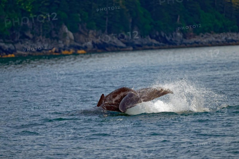 Humpback whale (Megaptera novaeangliae) detail view fluke, water splashing up, Kenai Fjords National Park, Alaska, USA, North America