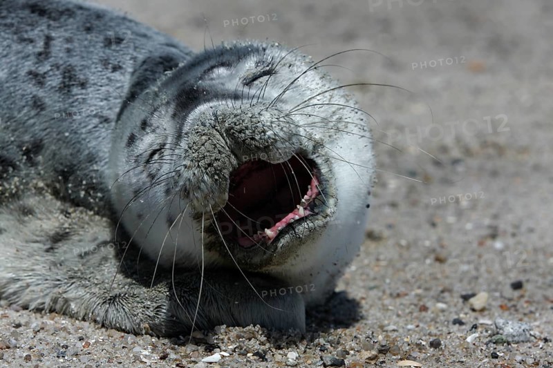 Harbor seal (Phoca vitulina), portrait of a howler, pup on the beach, Lower Saxony Wadden Sea National Park, Lower Saxony, Germany, Europe