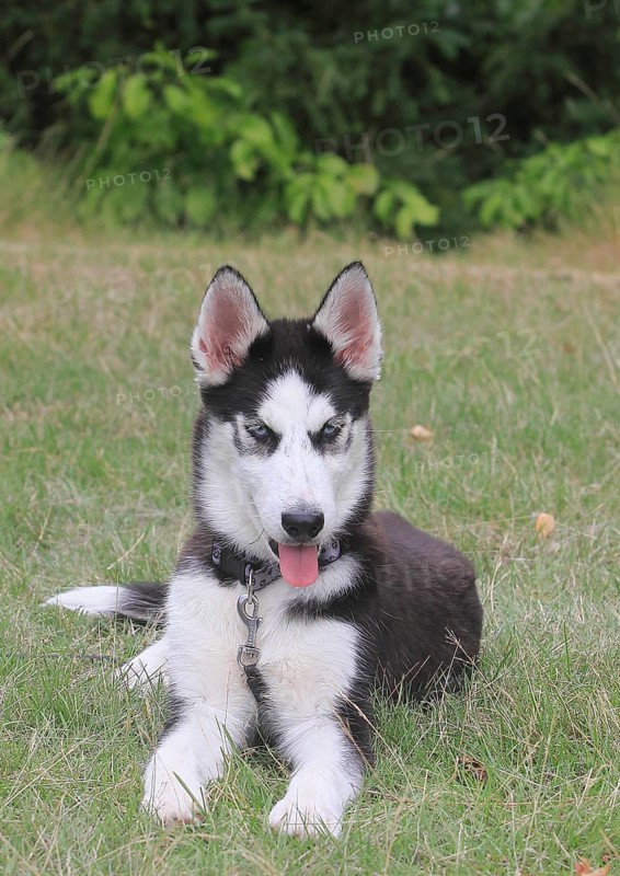 Siberian Husky female (Canis lupus familaris), 5 months, lying on a meadow, North Rhine-Westphalia, Germany, Europe