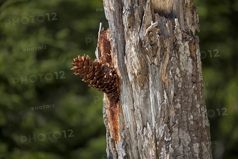 Pine cones lodged in tree by Great Spotted Woodpecker (Dendrocopos major) Sweden