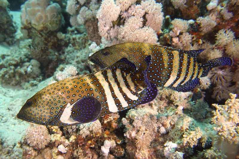 Pair of bluespotted grouper (Cephalopholis argus) courting, mating, dive site House Reef, Mangrove Bay, El Quesir, Red Sea, Egypt, Africa