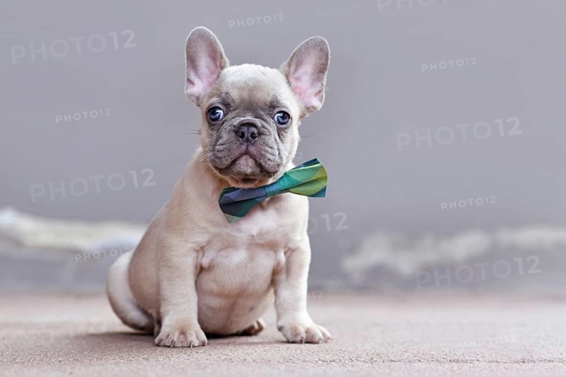 Small lilac fawn colored French Bulldog dog puppy wearing bowtie sitting in front of gray wall with copy space