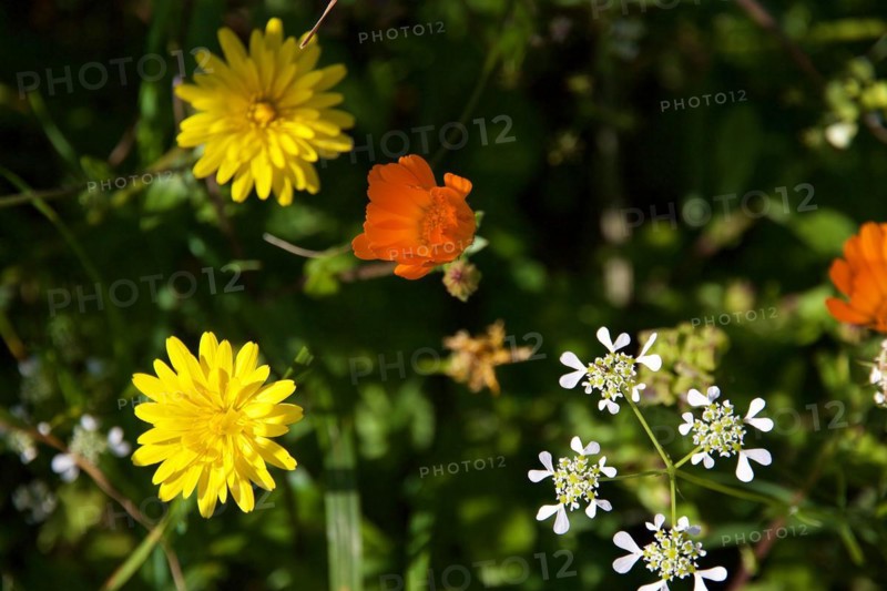 Yellow, white and orange flowers from above, Zingaro, National Park, Nature Reserve, Northwest, Sicily, Italy, Europe