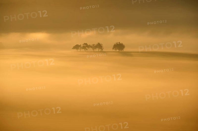 Landscape, fruit trees, fog, sunrise, Wertheim, Baden-Württemberg, Germany, Europe