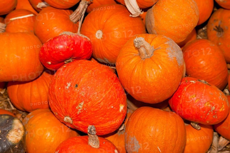 Pumpkins (Cucurbita) (Cucurbitaceae) are a genus of plants in the gourds . Five species are cultivated: Cucurbita argyrosperma, siam pumpkin (Cucurbita ficifolia), squash (Cucurbita maxima), musk squash (Cucurbita moschata) and garden pumpkin (Cucurbita pepo)