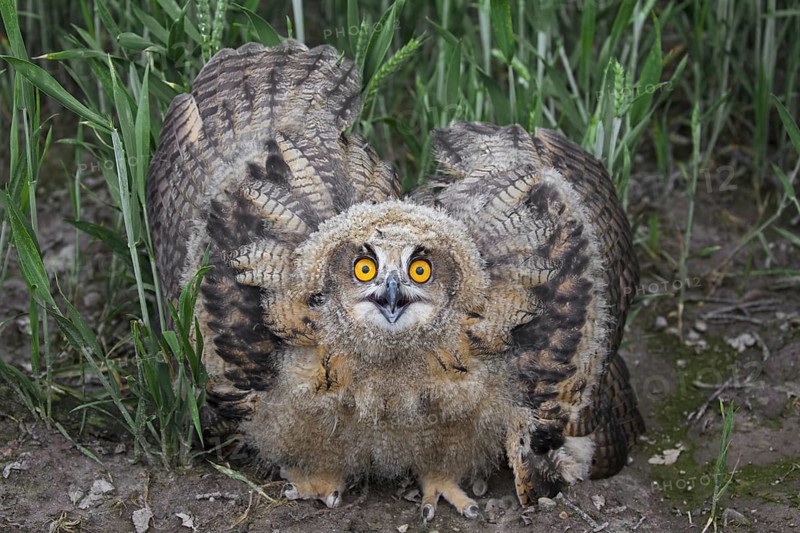 Threat display by Eurasian eagle-owl (Bubo bubo), young European eagle-owl owlet showing lowered head and wings spread out and pointing down