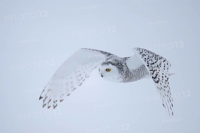 Snowy owl (Nyctea scandiaca) female, in flight, wings pointing downwards, Ottawa, Quebec, Canada, North America