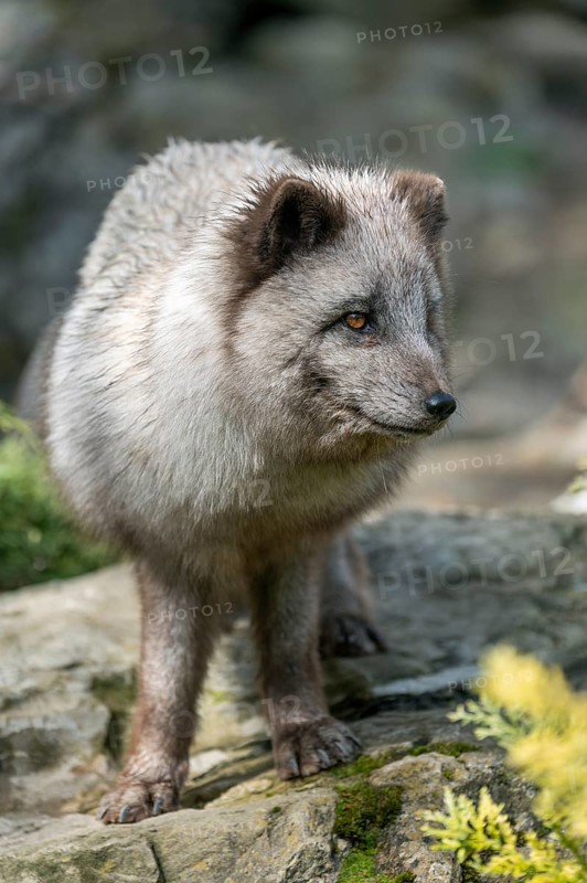 Arctic fox (Vulpes lagopus) or ice fox standing on a rock, Germany, Europe