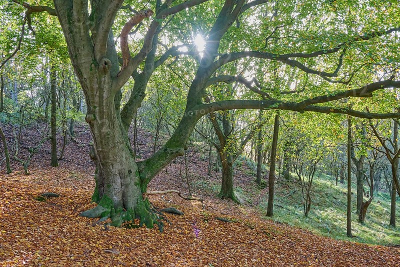 Beech tree, Old, Forest, Sun, Amsterdam water line dunes, Zandvoort, North Sea, North Holland, Netherlands