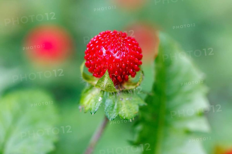 Woodland strawberry (Fragaria vesca), Germany, Europe