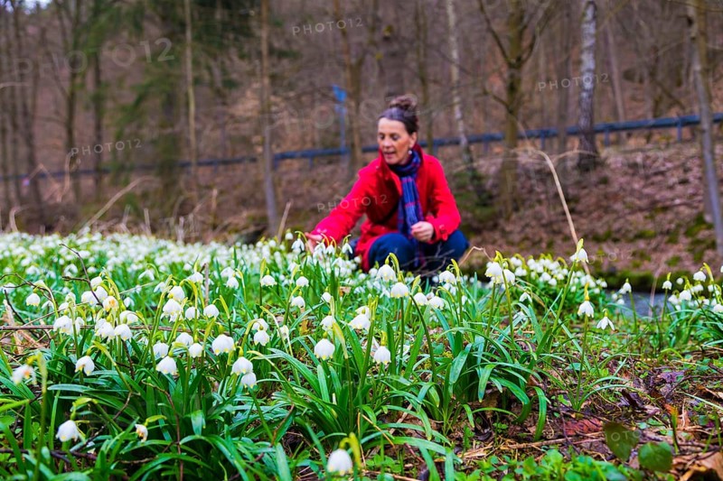 Marchflower blossoms in the Polenz Valley The Marchflower (Leucojum vernum) is in full bloom in the meadows in the Polenz Valley in Saxon Switzerland. The largest wild flowers in Saxony have been protected since 1925. The valley is a popular excursion destination in spring