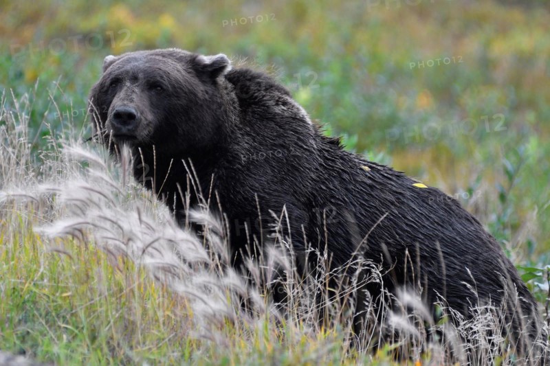 Brown bear (Ursus arctos), grizzly lying in the grass, dark colouring, North Yukon, Yukon Territory, Canada, North America