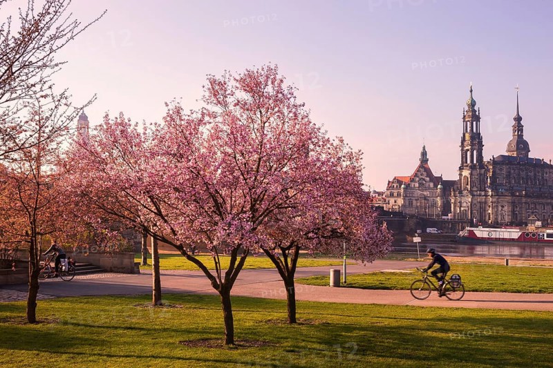 Spring on the Königsufer in Dresden