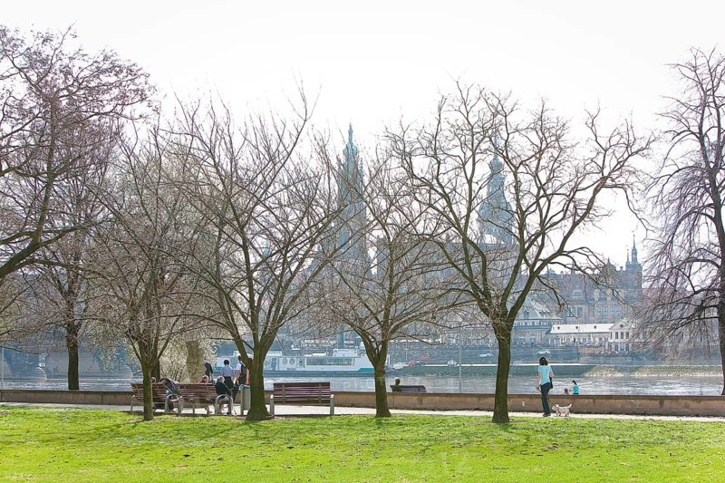 Dresden silhouette in spring. Numerous Japanese cherry trees blossom on the banks of the Neustädter Elbe in spring and invite you to take a walk with a view of Dresden's old town centre