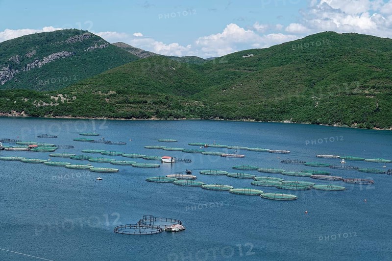 Fish farming at Lake Koman, a reservoir on the Drin River, in the Albanian Alps in northern Albania. Koman, Qark Shkodra, Albania, Southeast Europe, Europe