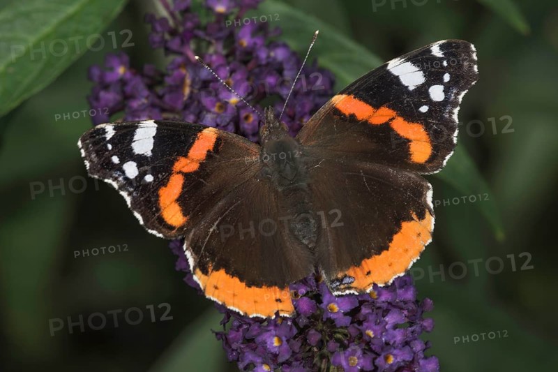 Red admiral (Vanessa atalanta) on butterfly bush (Buddleja), Baden-Württemberg, Germany, Europe