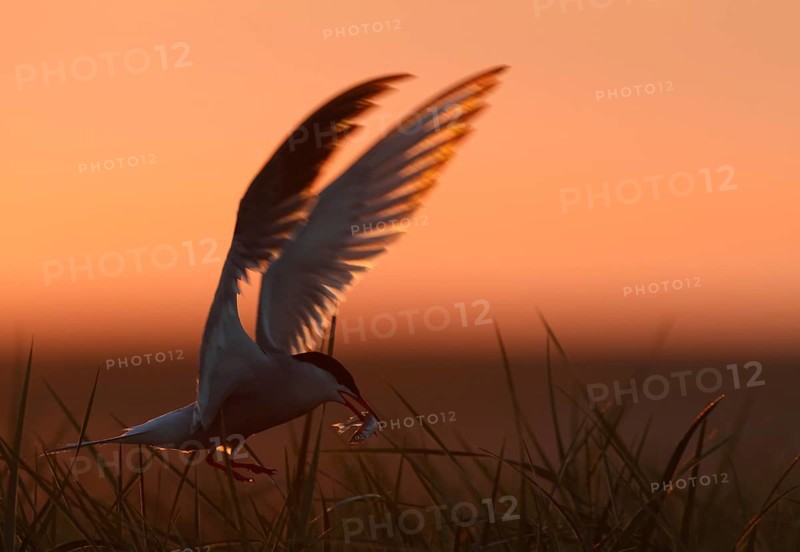 Common Tern (Sterna hirundo), flight study at sunset, in flight with fish in its beak, Lower Saxon Wadden Sea National Park, East Frisian Islands, Lower Saxony, Germany, Europe