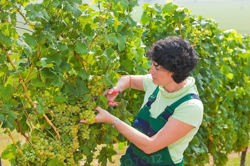 Start of the grape grape harvest at Winzergenossenschaft Meissen eG